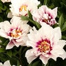 Paeonia X Cora Louise Itoh Peony