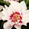 Paeonia X Cora Louise Itoh Peony