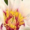 Paeonia X Cora Louise Itoh Peony
