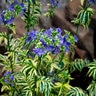 Polemonium Caeruleum Brise d'Anjou Jacob's Ladder