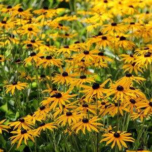Rudbeckia Fulgida Little Goldstar Black-Eyed Susan