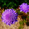 Scabiosa X Vivid Violet Pincushion Flower