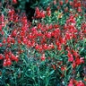 Salvia Greggii Radio Red Autumn Sage