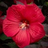 Hibiscus Moscheutos Head Over Heels Red Hibiscus