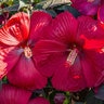 Hibiscus Moscheutos Head Over Heels Red Hibiscus