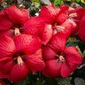 Hibiscus Moscheutos Head Over Heels Red Hibiscus