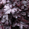 Heuchera X Grande Black Coral Bells