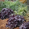 Heuchera X Grande Black Coral Bells