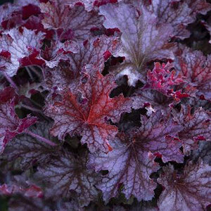 Heuchera x Ruby Tuesday Coral Bells Premium 1 gal. Container