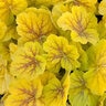 Heuchera x Northern Exposure Sienna Coral Bells
