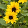 Helianthus X Annuus SunBelievable Golden Girl Sunflower