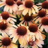 Echinacea X Tiger Eye Coneflower