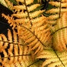 Dryopertis Wallichiana Jurassic Gold Alpine Wood Fern