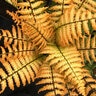 Dryopertis Wallichiana Jurassic Gold Alpine Wood Fern