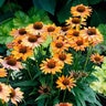 Echinacea X Prima Ginger Coneflower