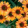 Echinacea X Prima Ginger Coneflower
