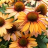 Echinacea X Prima Ginger Coneflower