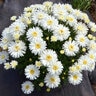 Leucanthemum x superbum Mt. Hood Shasta Daisy