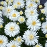 Leucanthemum x superbum Mt. Hood Shasta Daisy