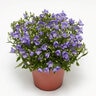Campanula hybrid Spring Bell 2.0 Blue Bellflower