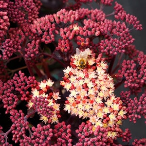Hylotelephium (Sedum) telephium Conga Line Stonecrop Premium 1 gal. Container