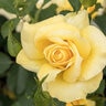 Rosa X Grace N Grit Radmonyel Yellow Shrub Rose