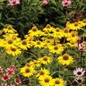 Echinacea X Kismet Yellow Coneflower