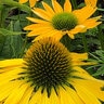 Echinacea X Kismet Yellow Coneflower