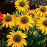 Echinacea X Kismet Yellow Coneflower