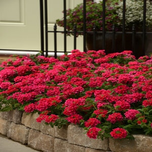 Verbena X EnduraScape Balendopin Hot Pink Vervain