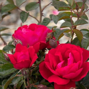 Rosa X Grace N' Grit Pink Shrub Rose