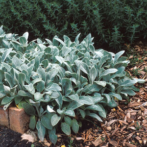 Stachys Byzantina Silver Carpet Lambs Ear