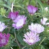 Stokesia Laevis Colorwheel Stokes Aster