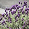 Lavandula Stoechas Anouk Lavender