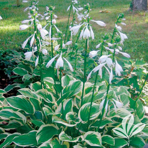 Hosta So Sweet Plantain Lily