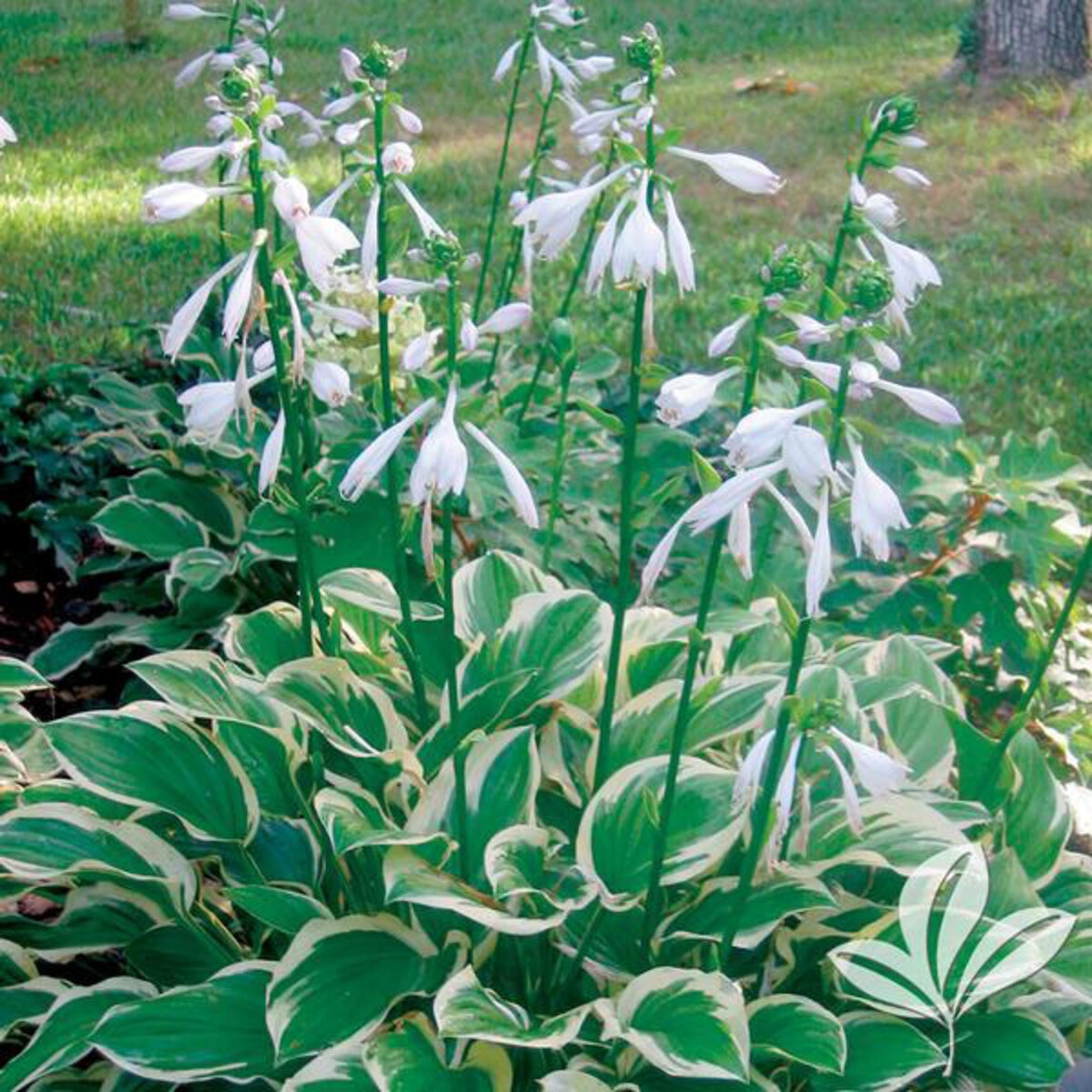 Hosta So Sweet Plantain Lily | SiteOne US
