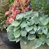 Hosta Hadspen Blue Plantain Lily