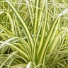 Carex Oshimensis EverColor Everoro Variegated Sedge