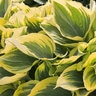 Hosta Liberty Plantain Lily