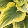 Hosta Liberty Plantain Lily