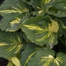 Hosta Lakeside Paisley Print Plantain Lily