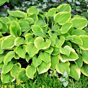 Hosta Golden Tiara Plantain Lily