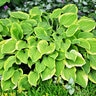 Hosta Golden Tiara Plantain Lily