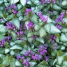 Lamium Maculatum Purple Dragon Deadnettle