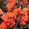 Canna X Generalis Cannova Bronze Orange Canna Lily