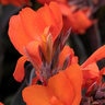 Canna X Generalis Cannova Bronze Orange Canna Lily