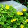 Lysimachia Nummularia Aurea Creeping Jenny