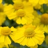 Helenium Autumnale Mariachi Sombrero Sneezeweed