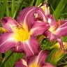 Hemerocallis X Swirling Water Daylily
