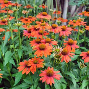 Echinacea X Sombrero Adobe Orange Coneflower